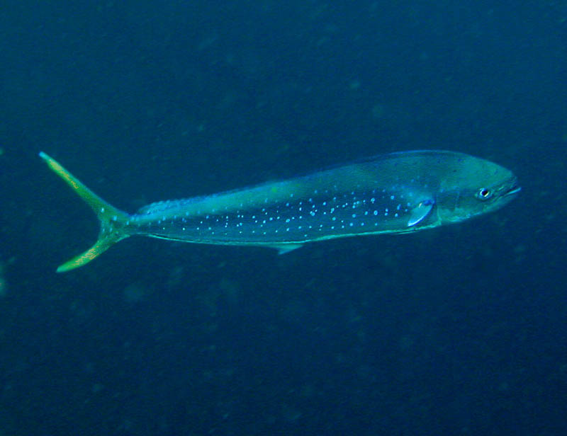 CORYPHAENIDAE (LAMPUGHE)